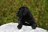 CANE CORSO 856